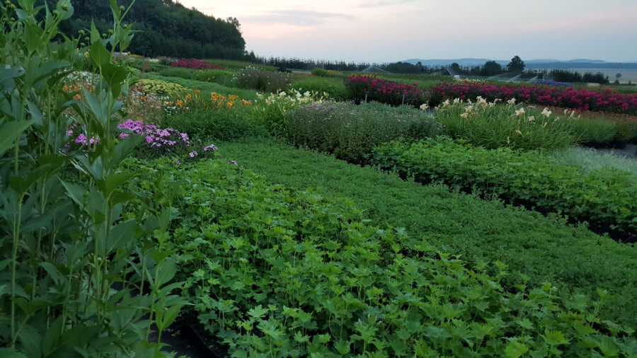 BYLINY-ŚWIERK planteskole stauder græsser bregner Polen 01