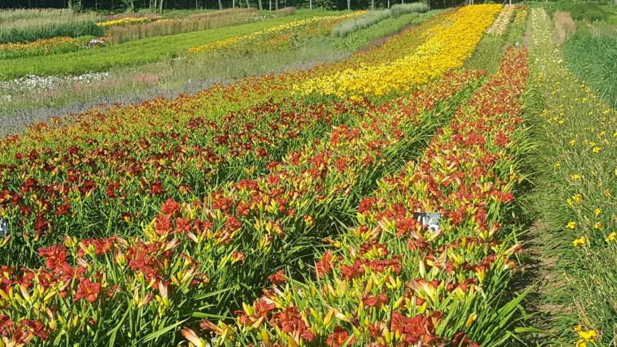 BYLINY-ŚWIERK planteskole stauder græsser bregner Polen 02