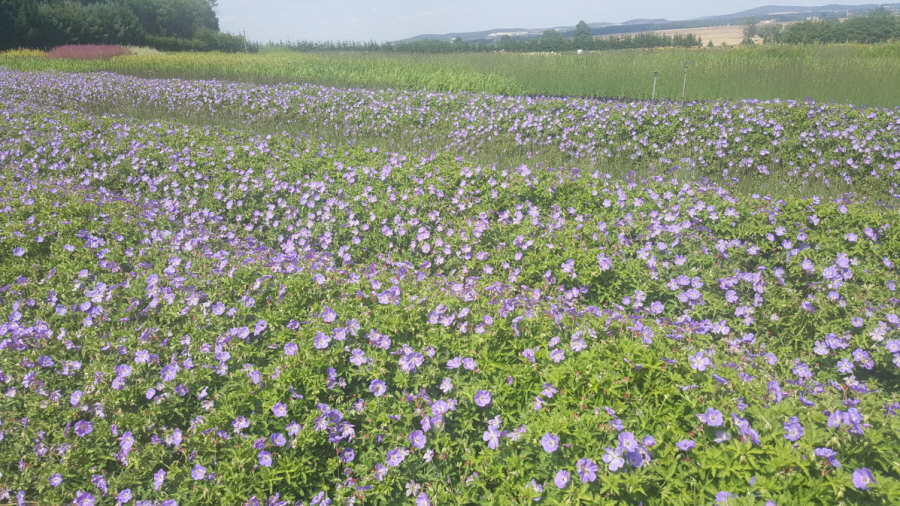 BYLINY-ŚWIERK planteskole stauder græsser bregner Polen 03