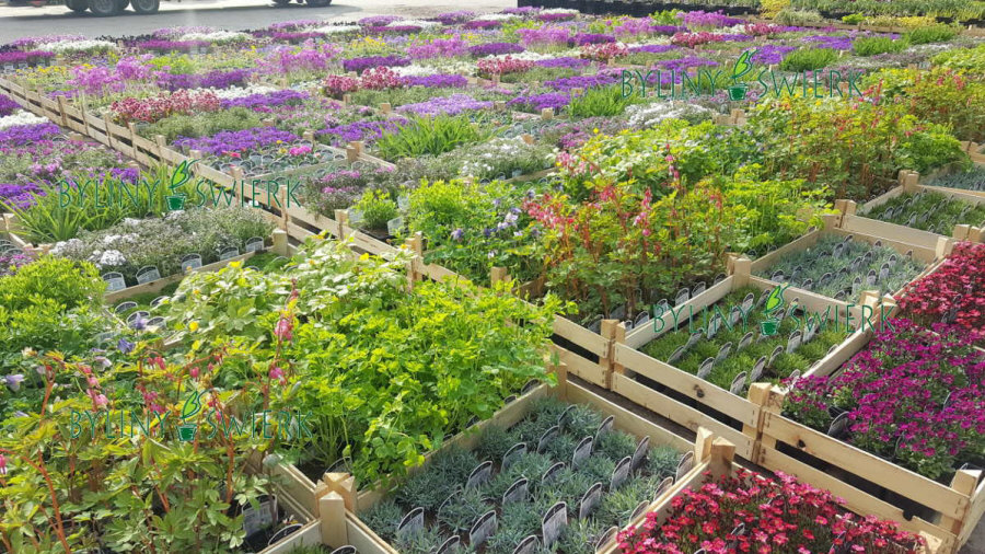 BYLINY-ŚWIERK planteskole stauder græsser bregner Polen 04