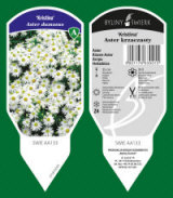 BYLINY-ŚWIERK planteskole stauder græsser bregner Polen 01