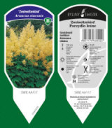 BYLINY-ŚWIERK planteskole stauder græsser bregner Polen 03