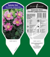 BYLINY-ŚWIERK planteskole stauder græsser bregner Polen 05