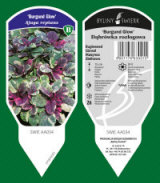 BYLINY-ŚWIERK planteskole stauder græsser bregner Polen 07