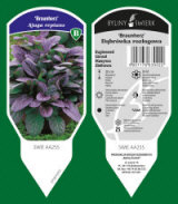 BYLINY-ŚWIERK planteskole stauder græsser bregner Polen 08