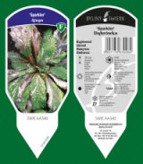 BYLINY-ŚWIERK planteskole stauder græsser bregner Polen 09