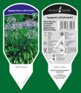 BYLINY-ŚWIERK planteskole stauder græsser bregner Polen 10