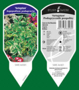 BYLINY-ŚWIERK planteskole stauder græsser bregner Polen 11