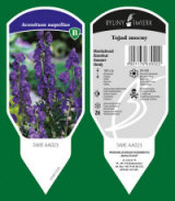 BYLINY-ŚWIERK planteskole stauder græsser bregner Polen 12