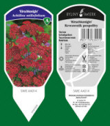 BYLINY-ŚWIERK planteskole stauder græsser bregner Polen 13