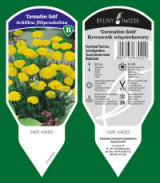 BYLINY-ŚWIERK planteskole stauder græsser bregner Polen 15