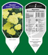 BYLINY-ŚWIERK planteskole stauder græsser bregner Polen 16