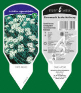 BYLINY-ŚWIERK planteskole stauder græsser bregner Polen 17