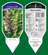 BYLINY-ŚWIERK planteskole stauder græsser bregner Polen 18