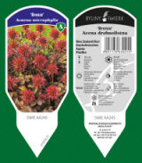 BYLINY-ŚWIERK planteskole stauder græsser bregner Polen 19