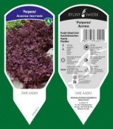 BYLINY-ŚWIERK planteskole stauder græsser bregner Polen 20